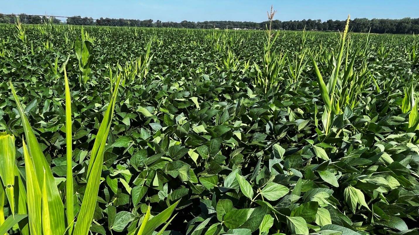 Volunteer corn in soybean.